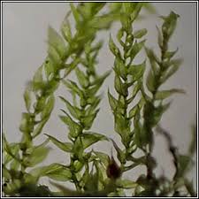 Attēlu rezultāti vaicājumam “Oxyrrhynchium hians var. rigidum macro”