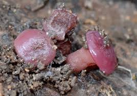 Attēlu rezultāti vaicājumam “Ascocoryne cylichnium”