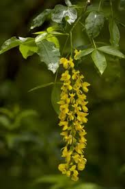 Attēlu rezultāti vaicājumam “Laburnum alpinum”