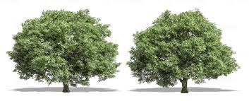 Attēlu rezultāti vaicājumam “Salix fragilis”