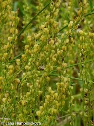 Attēlu rezultāti vaicājumam “Veronica austriaca subsp. teucrium leaf”