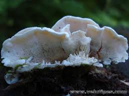 Attēlu rezultāti vaicājumam “Skeletocutis carneogrisea”