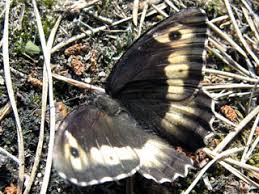 Attēlu rezultāti vaicājumam “Hipparchia alcyone underside”