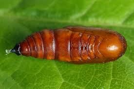 Attēlu rezultāti vaicājumam “Rhodostrophia vibicaria”