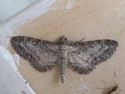 Attēlu rezultāti vaicājumam “Eupithecia subumbrata”