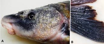 Image result for Cycleptus elongatus