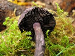 Attēlu rezultāti vaicājumam “Cortinarius violaceus”