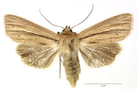 Attēlu rezultāti vaicājumam “Mythimna impura”