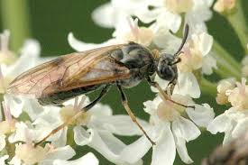 Attēlu rezultāti vaicājumam “Arge ustulata”