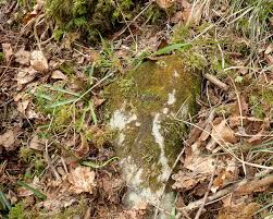 Attēlu rezultāti vaicājumam “Serpoleskea confervoides”