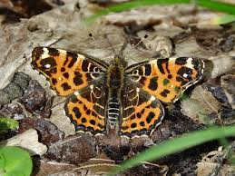 Attēlu rezultāti vaicājumam “Araschnia levana underside”