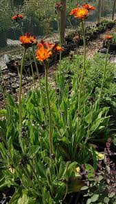 Attēlu rezultāti vaicājumam “Pilosella aurantiaca flower”