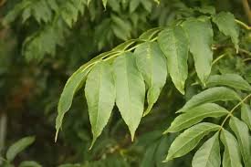 Attēlu rezultāti vaicājumam “Fraxinus excelsior leaf”
