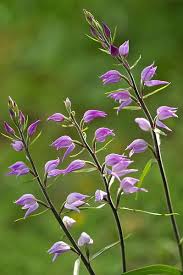 Attēlu rezultāti vaicājumam “Cephalanthera rubra leaf”