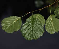 Attēlu rezultāti vaicājumam “Alnus incana leaf”