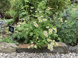 Image result for Tanacetum parthenium