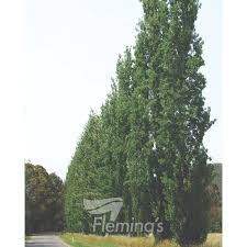 Attēlu rezultāti vaicājumam “Populus nigra Italica”