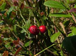 Attēlu rezultāti vaicājumam “Vaccinium vitis-idaea fruit”