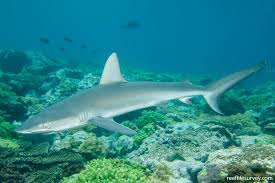 Image result for Carcharhinus galapagensis