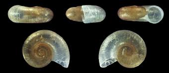 Attēlu rezultāti vaicājumam “Planorbis planorbis”