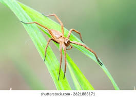 Attēlu rezultāti vaicājumam “Pisaura mirabilis”