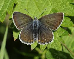 Attēlu rezultāti vaicājumam “Eumedonia eumedon”