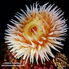 Attēlu rezultāti vaicājumam “Diderma umbilicatum young”