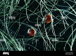 Attēlu rezultāti vaicājumam “Hydrachna”