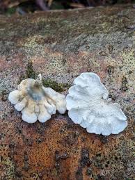 Attēlu rezultāti vaicājumam “Plicatura nivea”