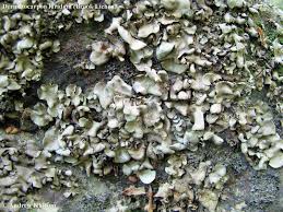 Attēlu rezultāti vaicājumam “Dermatocarpon luridum”