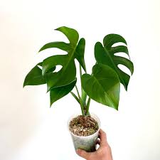 Attēlu rezultāti vaicājumam “Conardia compacta”