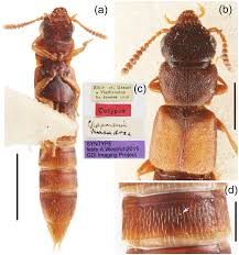 Attēlu rezultāti vaicājumam “Pyrochroidae imago”