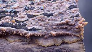 Attēlu rezultāti vaicājumam “Phlebia serialis”