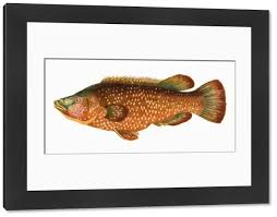 Image result for Labrus bergylta