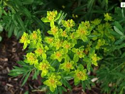 Attēlu rezultāti vaicājumam “Euphorbia palustris flower”