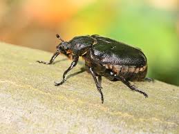 Attēlu rezultāti vaicājumam “Osmoderma barnabita imago”