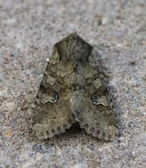 Attēlu rezultāti vaicājumam “Apamea sordens”