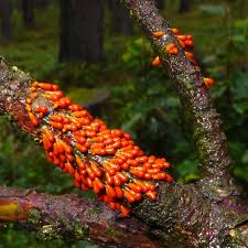 Attēlu rezultāti vaicājumam “Leocarpus fragilis var. bisporus spores”