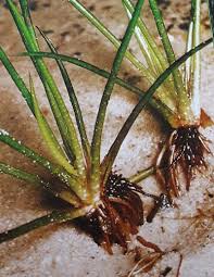 Attēlu rezultāti vaicājumam “Isoetes echinospora leaf”