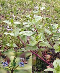 Attēlu rezultāti vaicājumam “Veronica beccabunga bud”