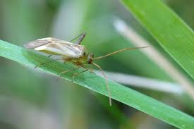 Attēlu rezultāti vaicājumam “Miridae”