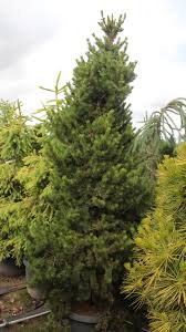 Attēlu rezultāti vaicājumam “Pinus banksiana”