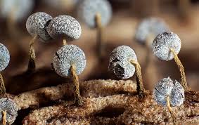 Attēlu rezultāti vaicājumam “Physarum globuliferum macro”