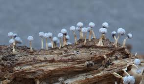 Attēlu rezultāti vaicājumam “Physarum xanthinum sessile”