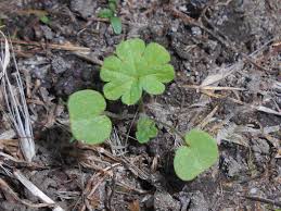 Attēlu rezultāti vaicājumam “Geranium pusillum leaf”