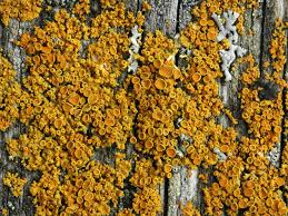 Attēlu rezultāti vaicājumam “Xanthoria polycarpa”