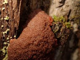Attēlu rezultāti vaicājumam “Tubifera montana macro”