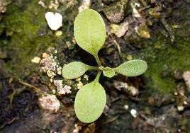 Attēlu rezultāti vaicājumam “Capsella bursa-pastoris”