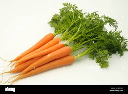 Attēlu rezultāti vaicājumam “Daucus sativus”