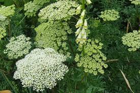 Attēlu rezultāti vaicājumam “Cenolophium denudatum leaf”